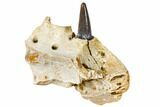 Cretaceous Crocodile Jaw Section With Composite Tooth #133348-2
